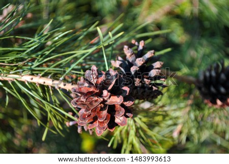 Pine branch with pine cones, soft blurry  background
