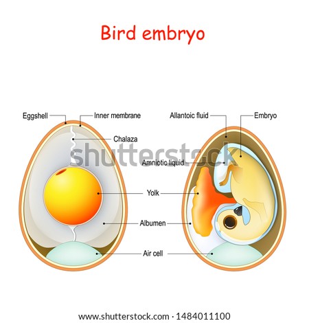 EGG-ANATOMY Stock Vector Images - Avopix.com