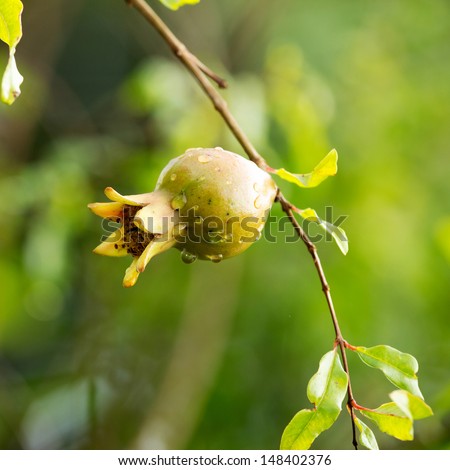 Soft pomegranate on the branch.