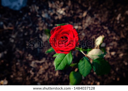 a Red rose picture from top view 