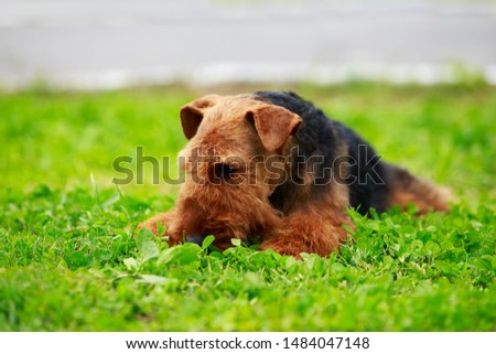 Portrait of nice airedale terrier in the garden