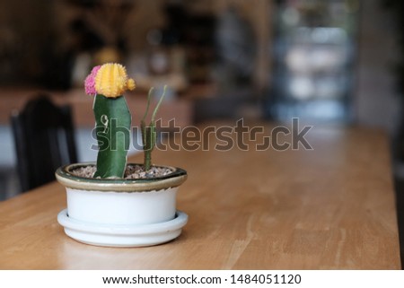 Colourful cactus in white pot on the wooden table. Colourful Gymnocalycium cactus with blurred background.