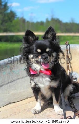 small black and white Chihuahua in a boat with a red bow tie on a Sunny summer day