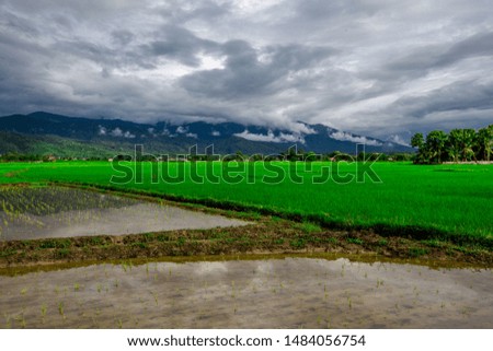 The close-up natural background of green rice fields, behind a large mountain and mist flowing through the blurred foliage, is a natural beauty seen in the countryside