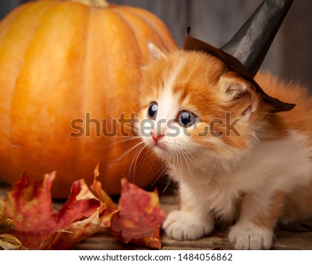 halloween pumpkin jack-o-lantern and ginger kitten on black wood background.