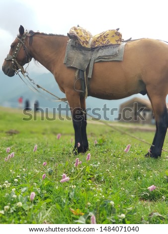 this picture was taken on kazbegi mountain in  Georgia in 19 july 2019 during my journey  to Georgia  describe beautiful horse on that magnificent mountain   