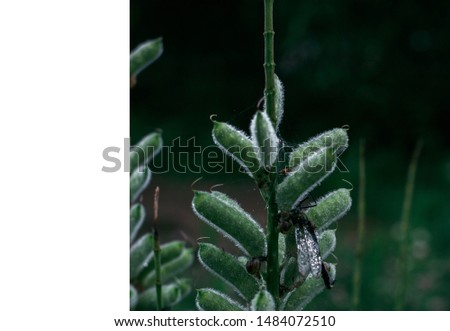 Lupine green flower and dragonfly stock photo