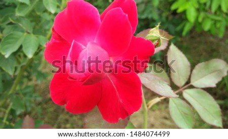 Beautiful Red Rose Flower In The Garden