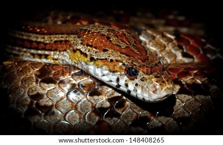 Snake isolated on black background. corn snake.
