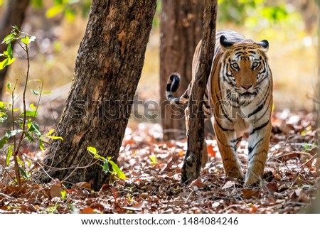 Tiger in the forest of Bandhavgarh National park in India