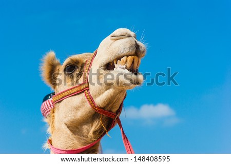 The muzzle of the African camel close-up Royalty-Free Stock Photo #148408595