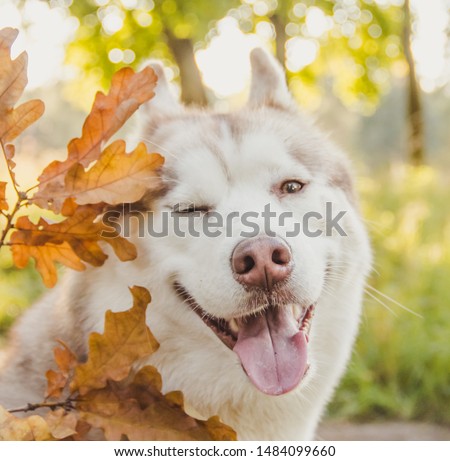 Husky portrait. Young husky dog for a walk in the park in autumn. Husky breed. Light fluffy dog. Walk with the dog. Dog on a leash. A pet Royalty-Free Stock Photo #1484099660