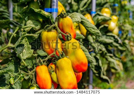 Red yellow tomatoes in summer garden. Red ripe tomato fruits grow in field, close up