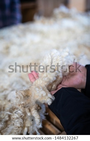 A woman’s hand holding a sheared sheep wool