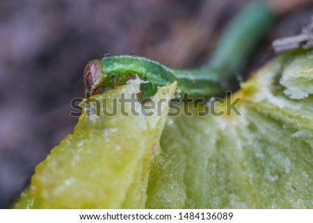 Caterpillar in summer forest eating juicy plum
