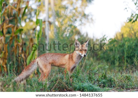 beautiful fox on a sunny morning among autumn plants