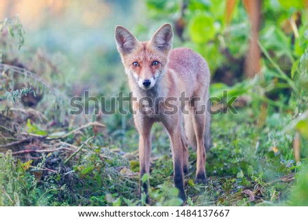 fox looks into the distance in the autumn morning