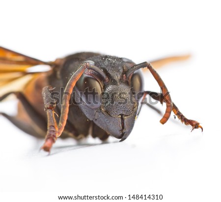  Closeup wasps are aggressive insects