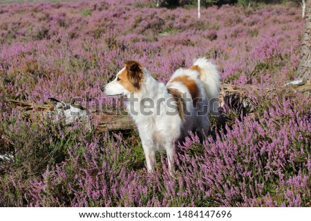 Dog is in the middle of the beautiful, blooming heath
