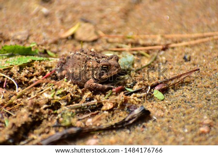 An american toad among leaves and sand on a beach.