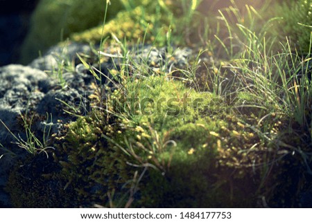 Beautiful moss (Bryophyta) and grass grow on the stones scene with sun shine.  Macro close-up photo.
