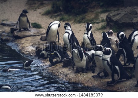 Group of penguins near water in zoo