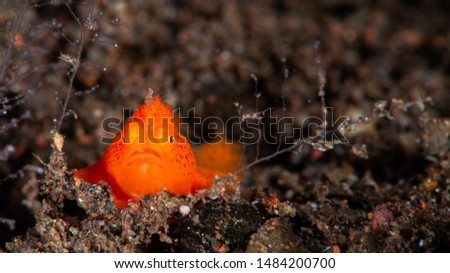 orange frogfish on the seafloor