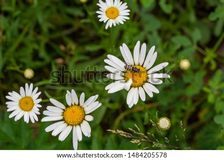 Beautiful Syrphidae fly on a Daisy flower in the garden