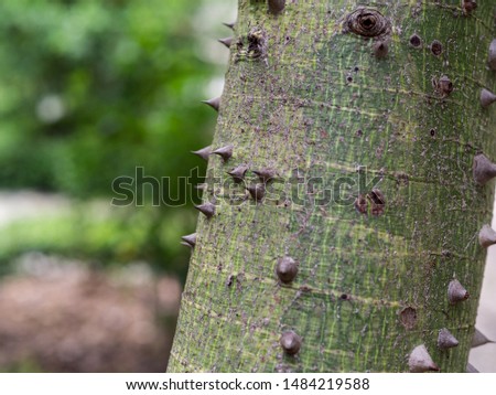 Closeup textured and surface of the trunk of Kapok tree (Bombax ceiba L.) silk cotton tree on green background.