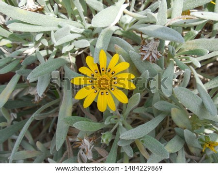 Blurred background with a yellow flower in the city of Sousse in Tunisia.