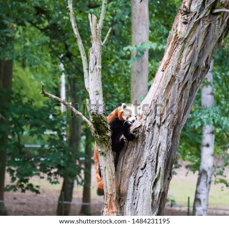 Red panda climbs on the tree