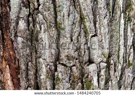 Macro close-up of a gray bark with green moss of an old dry oak tree in a forest