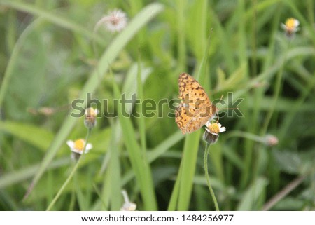 Butterfly breeding season. Butterfly with flowers with a blurred background. Macro view butterfly flower. 