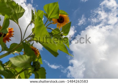 Beautiful big yellow petals of a sunflower with a blue cloudy background and enough copy space and green leafs is the perfect sign for a sunny day in spring and summer - not only for garden lovers