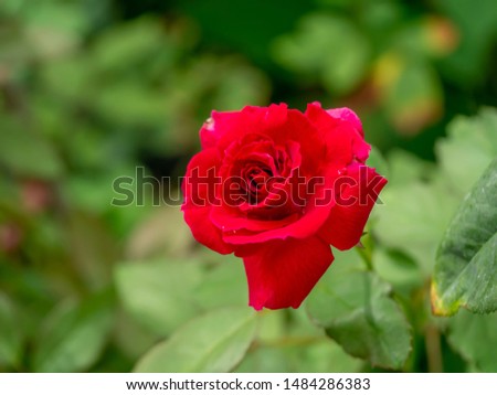 Close up red of Floribunda rose flower (Scientific name Rosa Polyantha) on blur background.