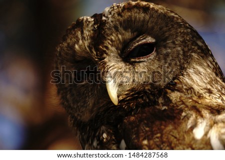Photo of an Owl in macro photography, high resolution photo of owl cub. The bureaucratic owl, also called field-buckthorn
