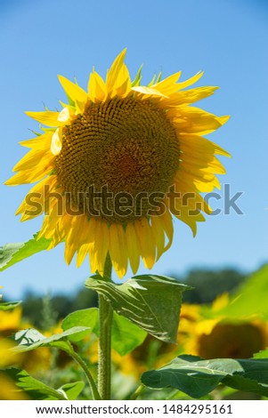 huge number of bright yellow sunflowers blooming in a wisconsin farmer's field 
