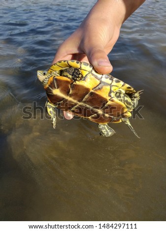 Beautiful little turtle in the river