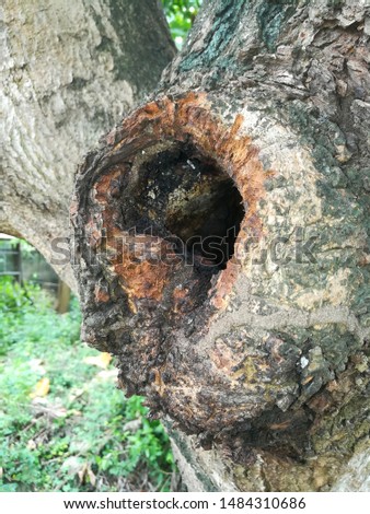 squirrel hole on the tree