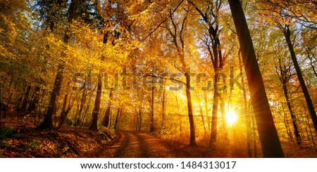 The setting sun enchants a deciduous forest with vibrant gold colors, panoramic shot Royalty-Free Stock Photo #1484313017