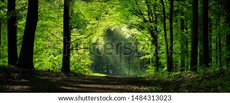 Panoramic forest scenery with green branches shaping a natural archway Royalty-Free Stock Photo #1484313023