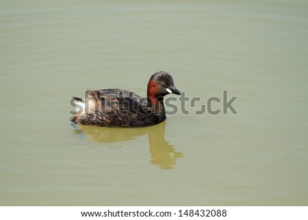 little grebe in the water hunting for invertebrates