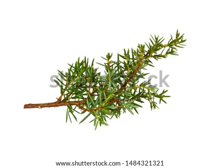 Juniper twig isolated on white background. Royalty-Free Stock Photo #1484321321