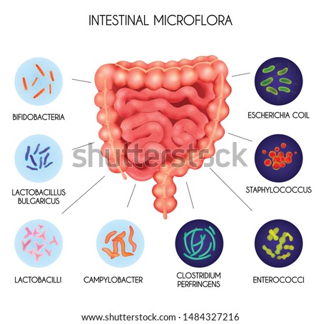 Realistic human internal organs intestinal microflora bacteria infographic vector illustration Royalty-Free Stock Photo #1484327216