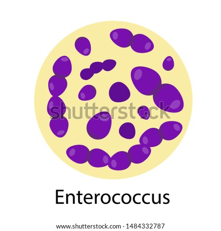 Bacteria Enterococcus icon isolated on white background.  Microorganisms vector illustration.