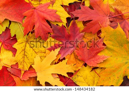 Colorful background of autumn leaves  Royalty-Free Stock Photo #148434182