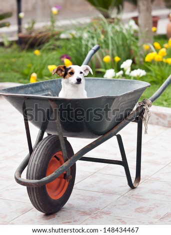 Jack Russell sitting in wheelbarrow in the garden