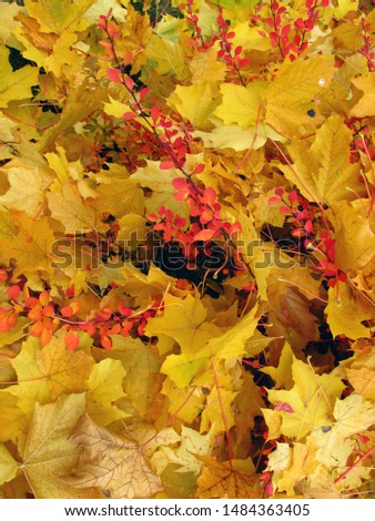 Yellow fallen maple leaves, top view. Autumn yellow leaves                              