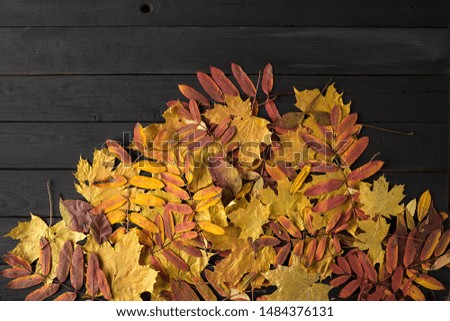 Colorful fall maple leaves on black wooden background. Life cycle of fall leaf. Thanksgiving holidays concept. yellow and red autumn leaves. Top view, copy space