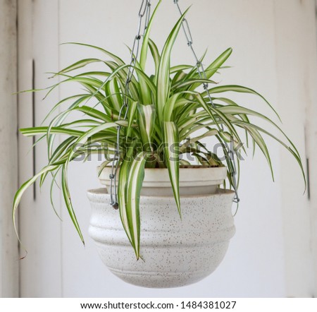 Beautiful Spider Plant hanging from a Ceramic planter Royalty-Free Stock Photo #1484381027